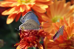 decorative bird and flower